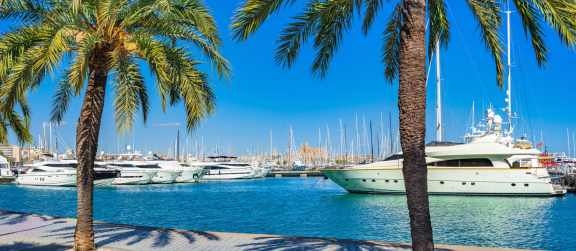 White Motor yachts moored at Marina in Mallorca, seen from esplanade with coconut palm trees.