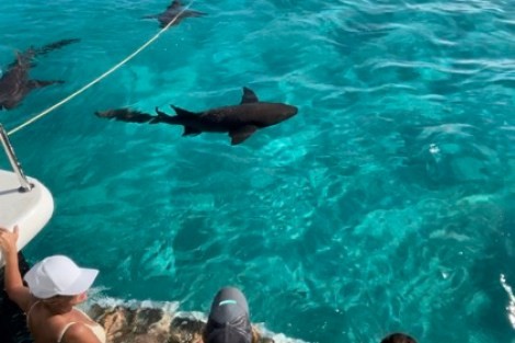 Review img # 65 of the yacht MUCHO GUSTO